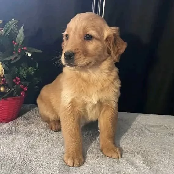 Cuccioli di golden retriever | Foto 0