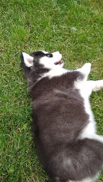 Husky siberiano bianco e nero dagli occhi azzurri | Foto 6