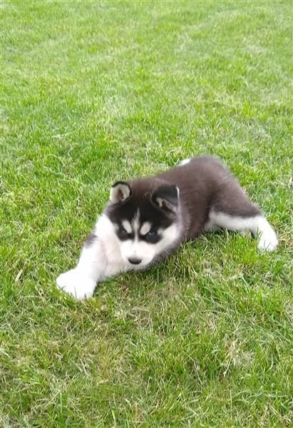 Husky siberiano bianco e nero dagli occhi azzurri | Foto 5