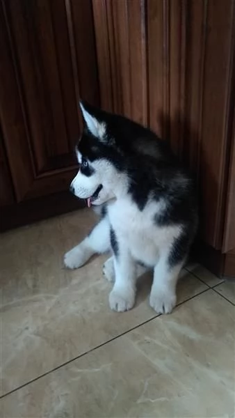 Husky siberiano bianco e nero dagli occhi azzurri | Foto 4