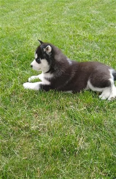 Husky siberiano bianco e nero dagli occhi azzurri | Foto 3