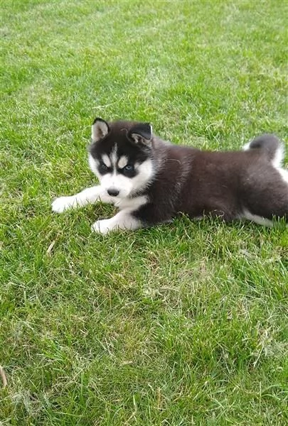 Husky siberiano bianco e nero dagli occhi azzurri | Foto 2