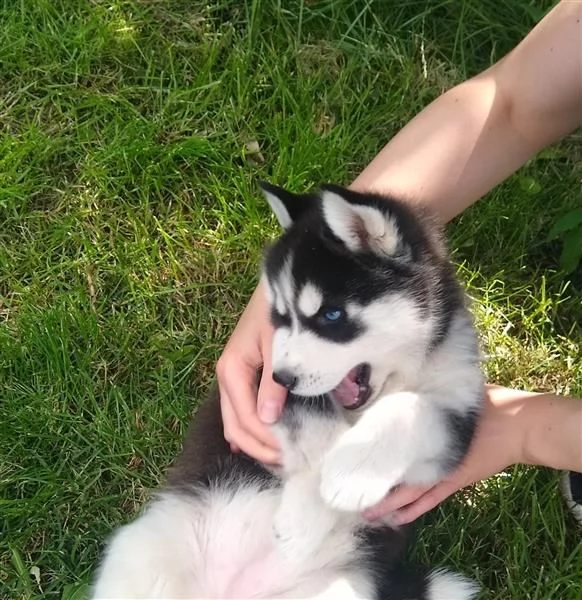 Husky siberiano bianco e nero dagli occhi azzurri