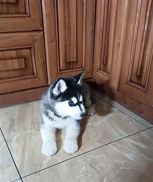 Husky siberiano bianco e nero dagli occhi azzurri | Foto 1