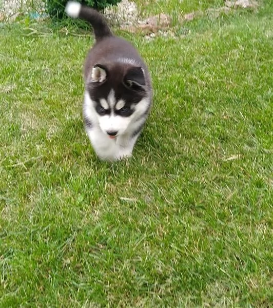 Husky siberiano bianco e nero dagli occhi azzurri | Foto 0