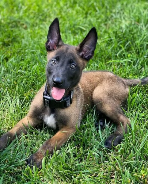 Adorabili cuccioli belgi di malinois | Foto 5