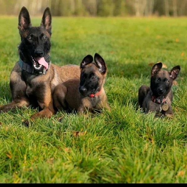 Adorabili cuccioli belgi di malinois