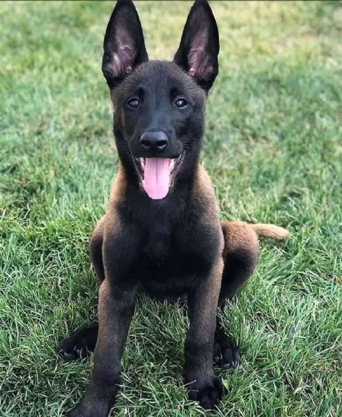 Adorabili cuccioli belgi di malinois | Foto 3