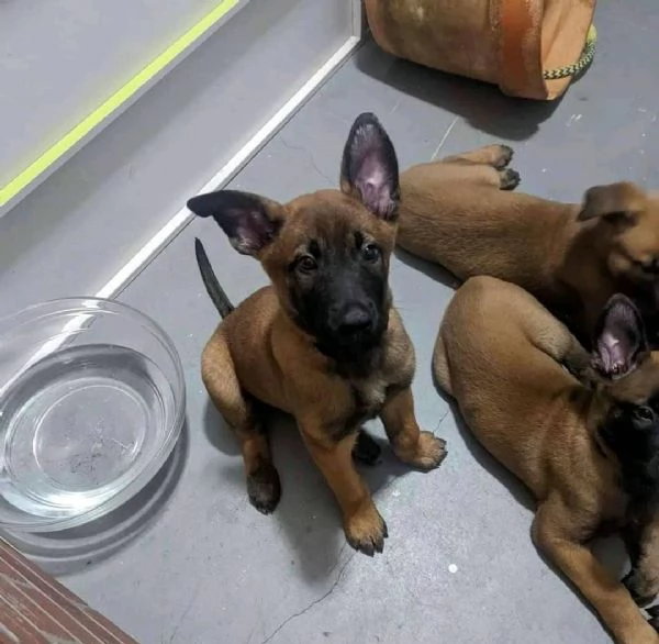 Adorabili cuccioli belgi di malinois | Foto 2