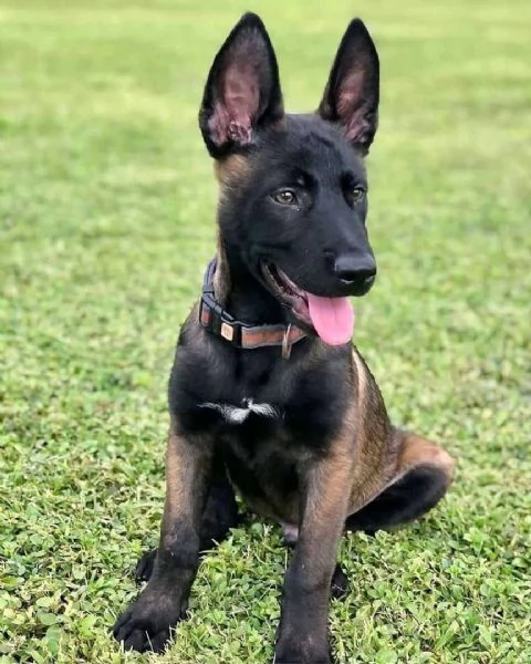 Adorabili cuccioli belgi di malinois | Foto 1