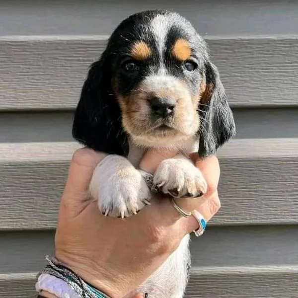 cuccioli di Basset Hound | Foto 6