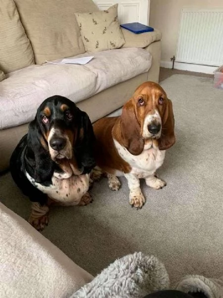 cuccioli di Basset Hound