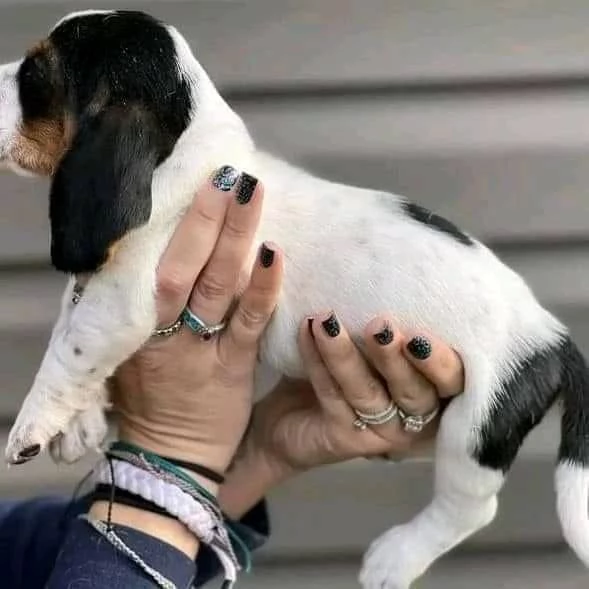 cuccioli di Basset Hound | Foto 3