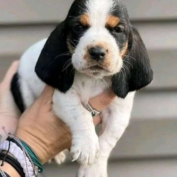 cuccioli di Basset Hound | Foto 1