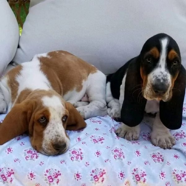 BASSETHOUND | Foto 4