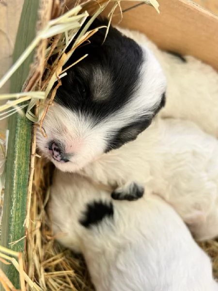 cuccioli di spino degli iblei  | Foto 1