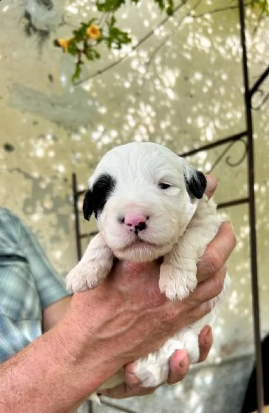 cuccioli di spino degli iblei  | Foto 0