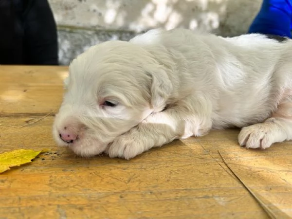 cuccioli di spino degli iblei 