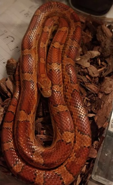 Regalasi Serpente del grano  | Foto 0