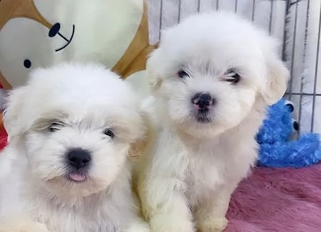 cuccioli maltesi maschio e femmina