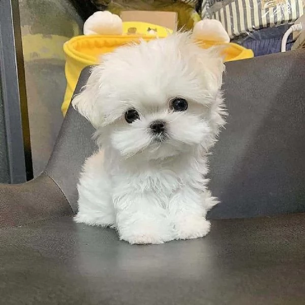 cuccioli maltese toy dai 3 ai 4 mesi!!! | Foto 0