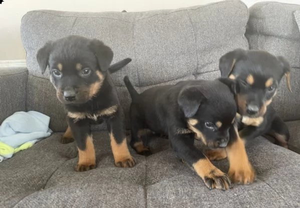 regalo cuccioli di rottweiler 1 femmine e un maschietto.