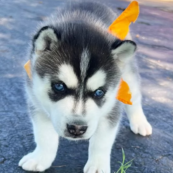 regalo cuccioli siberian husky maschio e femmina 