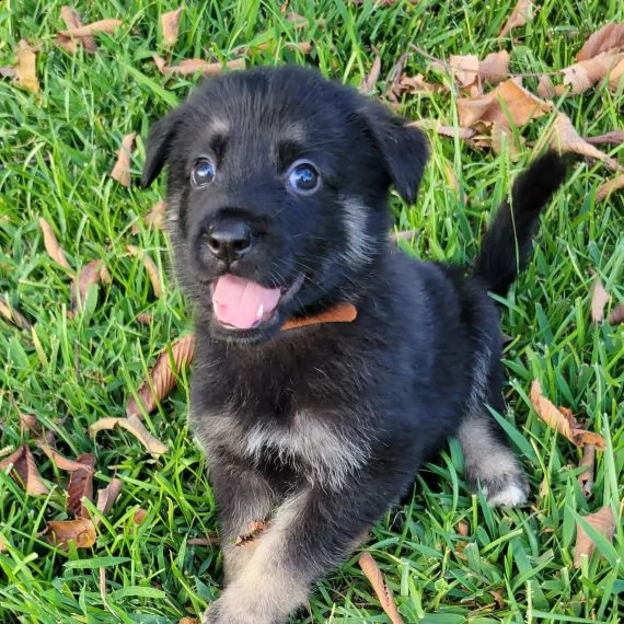 regalo cuccioli pastore tedesco