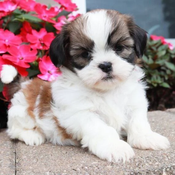 regalo bellissimi cuccioli allevati shih-tzu, colore bianco e nero.