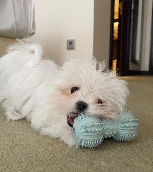 cuccioli maltesi assolutamente amichevoli alla ricerca di una nuova famiglia disponibili cuccioli di | Foto 0