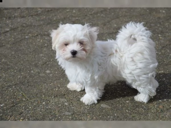 ### cuccioli maltesi in uscita disponibili per adozione urgentemente maschi e femmine #### questi ad | Foto 0