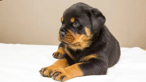 splendidi cuccioli di rottweiler kc excellent home breeds maschi e femmine in cerca di una casa per 