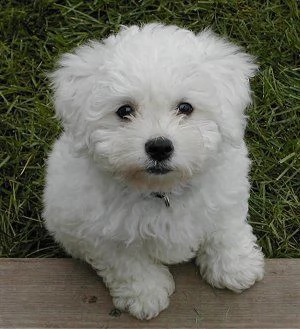 splendidi cuccioli di barboncino maschio e femmina kc excellent home breeds in cerca di una casa per