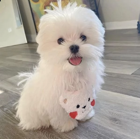 cuccioli maltesi super adorabili in tazza da tè per il reinserimento (regalo gratuito) cuccioli malt | Foto 0