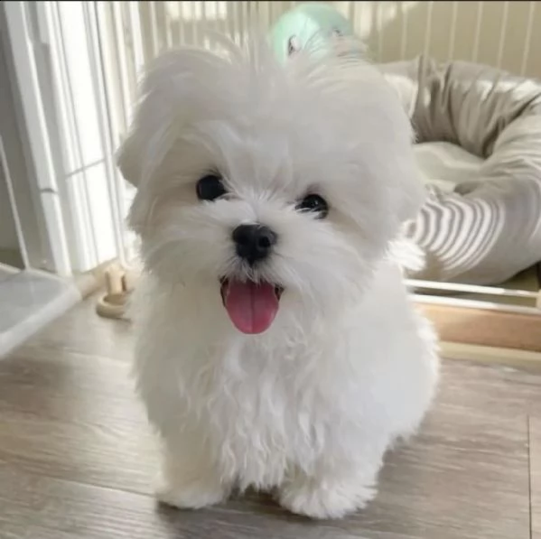 cuccioli maltesi super adorabili in tazza da tè per il reinserimento (regalo gratuito) cuccioli malt