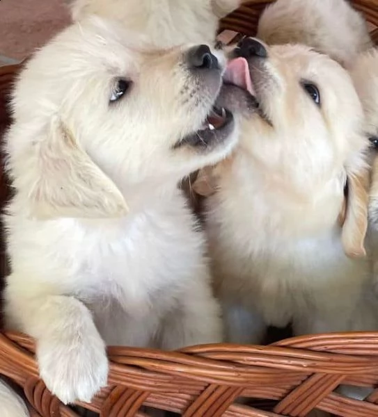 bellissimi cuccioli di golden!!!