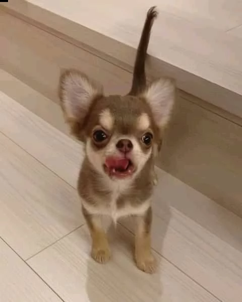 bellissimi cuccioli di chihuahua a pelo lungo e pelo corto siamo un piccolo allevatore amatoriale re