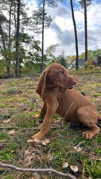 grandi maschi e femmine vizsla con documenti cercano la loro bella casa