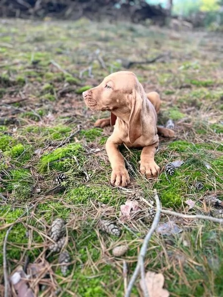 grandi maschi e femmine vizsla con documenti cercano la loro bella casa | Foto 5