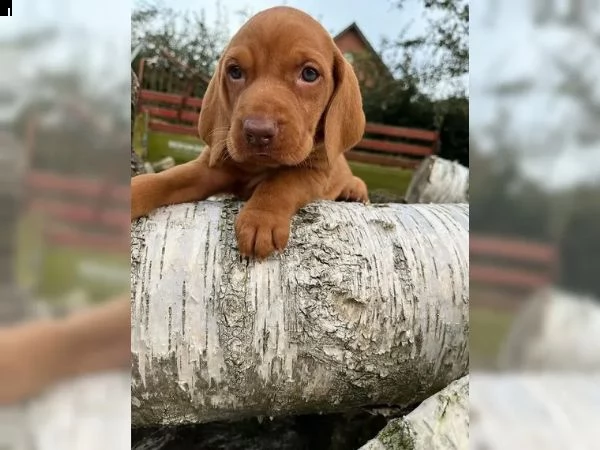 grandi maschi e femmine vizsla con documenti cercano la loro bella casa | Foto 4