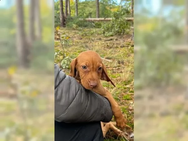 grandi maschi e femmine vizsla con documenti cercano la loro bella casa | Foto 2