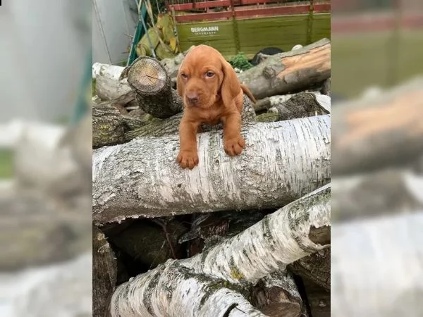 grandi maschi e femmine vizsla con documenti cercano la loro bella casa | Foto 1