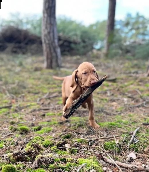 grandi maschi e femmine vizsla con documenti cercano la loro bella casa | Foto 0