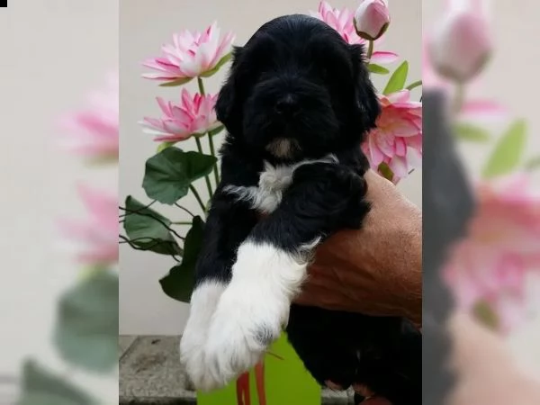 cuccioli di cane da acqua portoghese allergico con pedigree fci | Foto 6