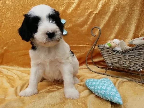 cuccioli di cane da acqua portoghese allergico con pedigree fci | Foto 4