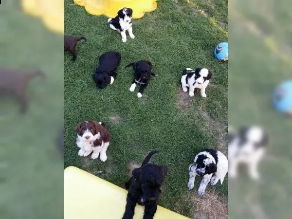 cuccioli di cane da acqua portoghese allergico con pedigree fci | Foto 3