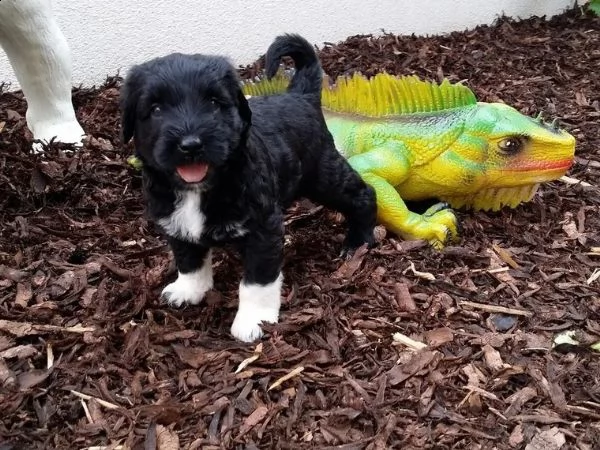 cuccioli di cane da acqua portoghese allergico con pedigree fci | Foto 2