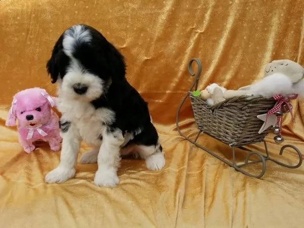 cuccioli di cane da acqua portoghese allergico con pedigree fci