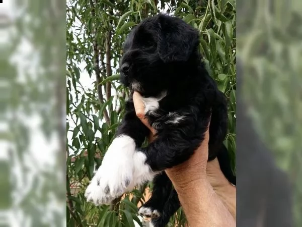 cuccioli di cane da acqua portoghese allergico con pedigree fci | Foto 1