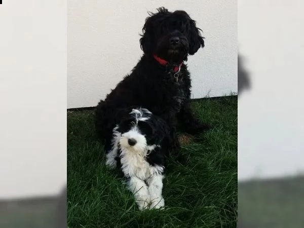 cuccioli di cane da acqua portoghese allergico con pedigree fci | Foto 0